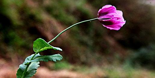 横向类魂银河恶魔城游戏《BIOMORPH》公布